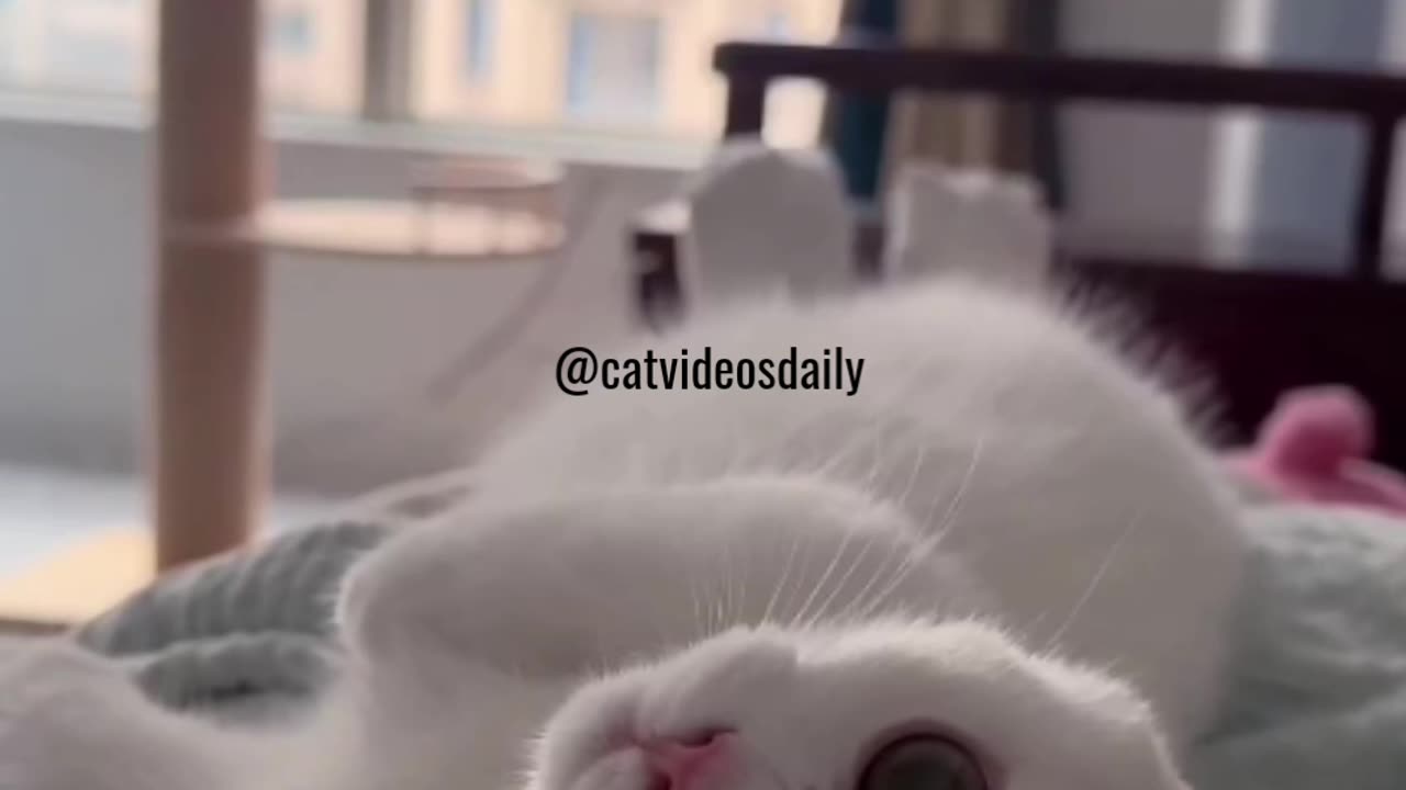 Cute Cat Video Adorable Cat Video Kitten Video Sleeping Cat Video Lovely Cat Cute Cat Baby Video 31