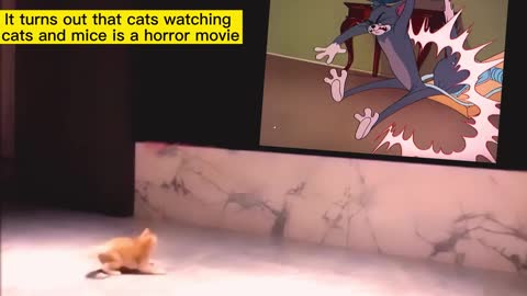 It turns out that cats watching cats and mice is a horror movie