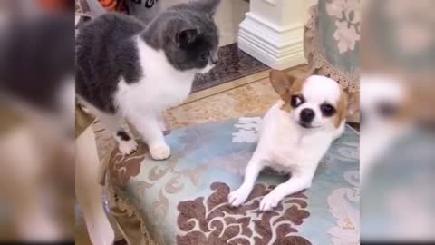 Baby Dogs - Cute and Funny Dog Videos will make you laugh