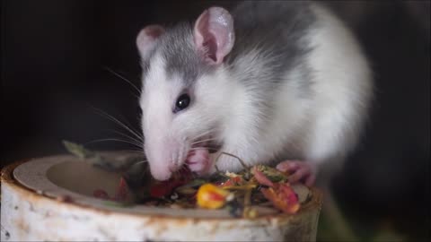 Mouse is eating