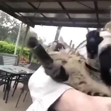 Cat Sees Rain for The First Time