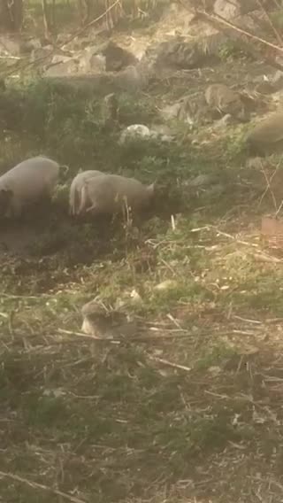 pig eat with friends