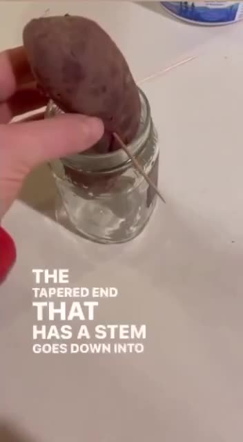 Grow your own sweet potatoes