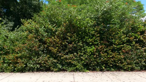 (00240) Part Two (D) - Driving the Hood. Fort Myers, Florida.