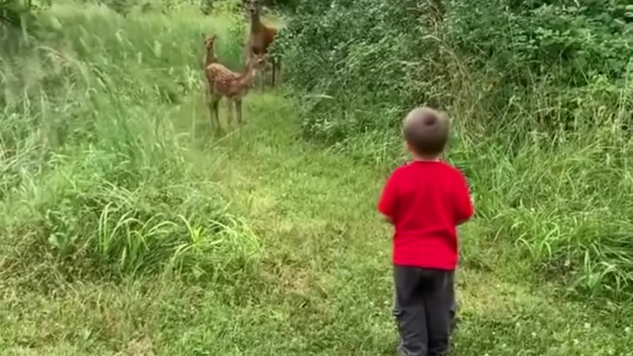 Rescued this fawn that fell into the water