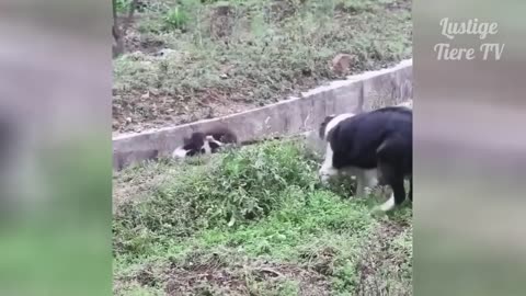 Best Funny videos With Cats and Dogs