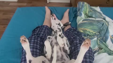 Luna, just chilling.