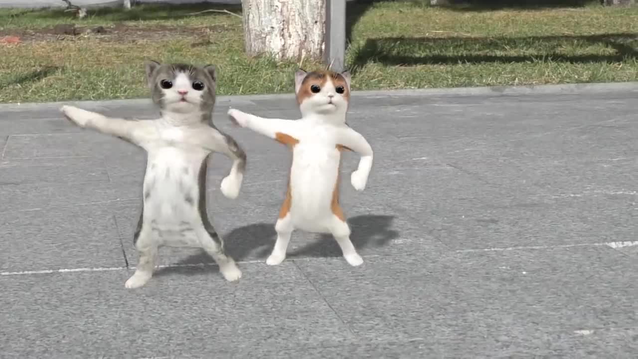 Two little cats are dancing