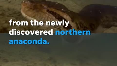 Scientist discovered this 26 feet southern green Anaconda