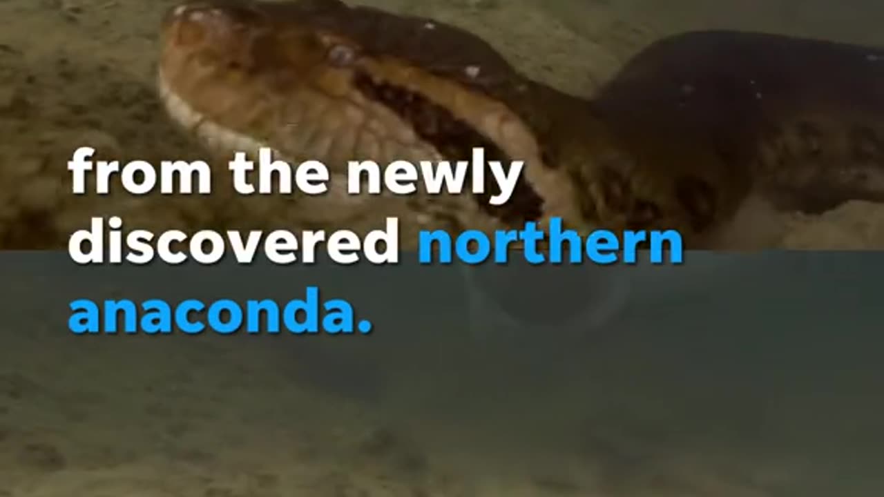 Scientist discovered this 26 feet southern green Anaconda