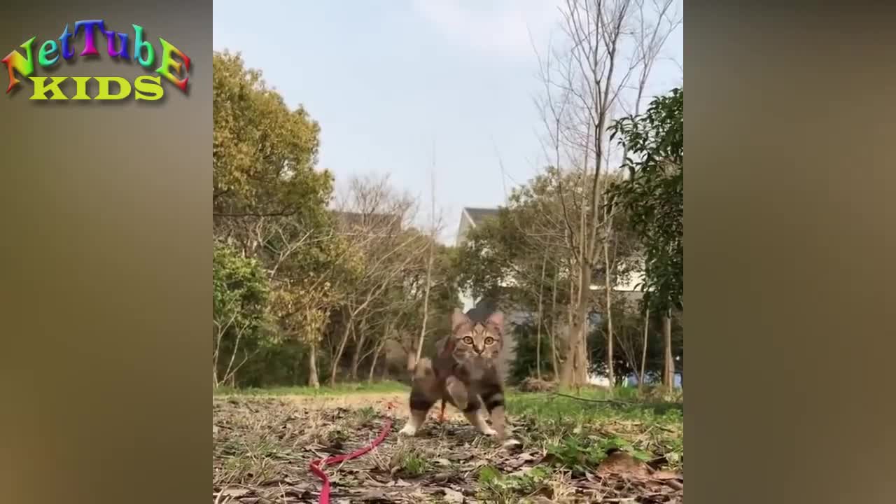 cute and funny animals- Funny cats and Dogs videos