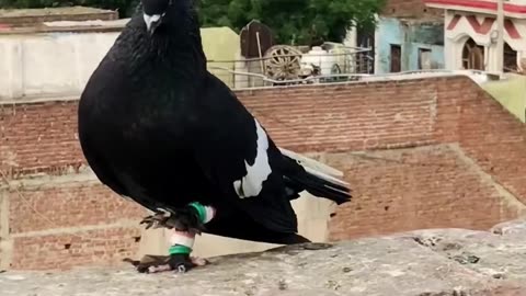 Birds on Wall