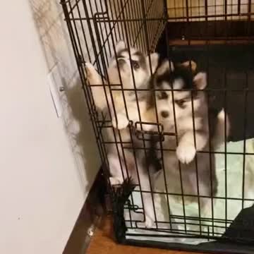 Cat are playing with their baby