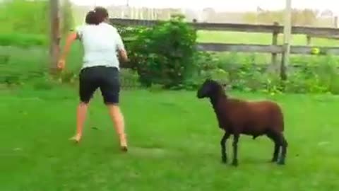 When animals notice when the person is not from the countryside😂😂😂😂😂