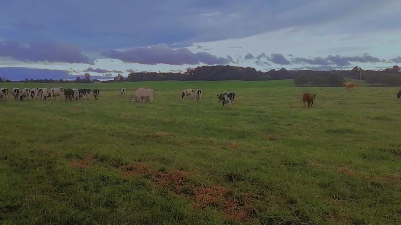 Breathtaking Views: Cows Grazing in Wide Open Green Field - Relaxation & Nature