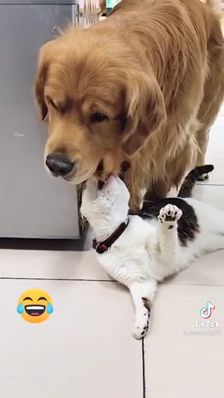 Should I love dog or cat