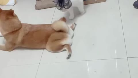 Dog and Cat in love