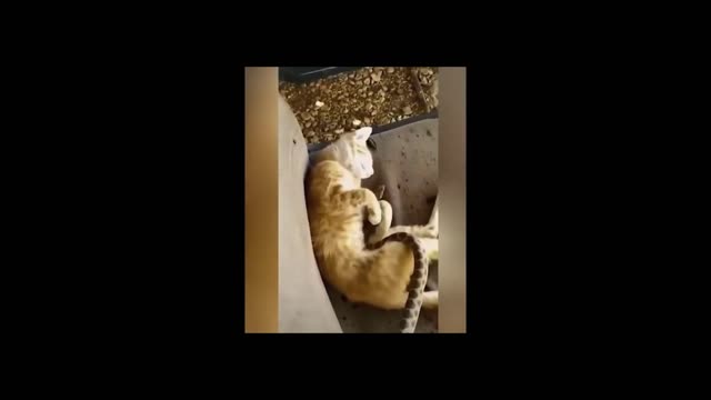 Snake playing with a sleeping cat what happened when she woke up try hard not to laugh