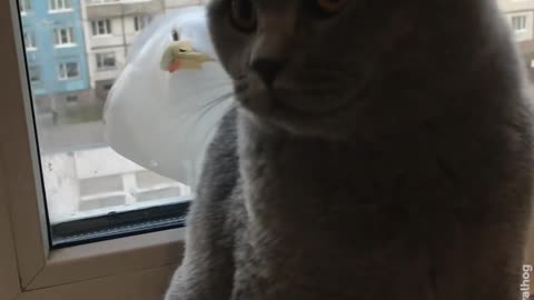 Fun Cat and Seagull