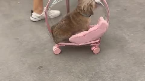 Three Pet Gadgets 🐶 VIRAL