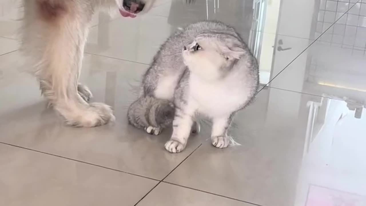 Cats fighting Dog