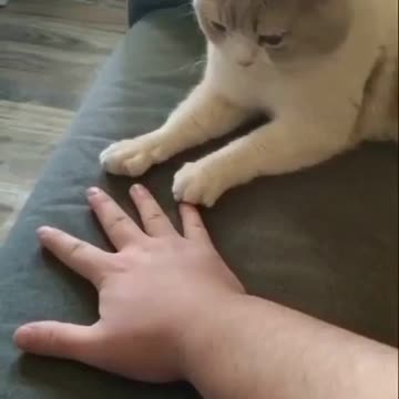 😆😆😆Beautiful kitten imitating the movement of its owner 😆😆😆