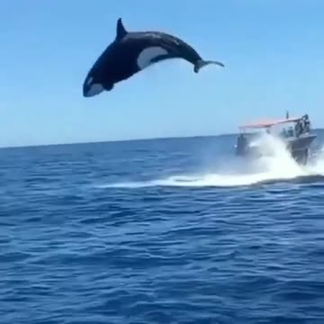 Orca Surprise Jump! #amazingshort #orcaencounter #unbelievablemoment