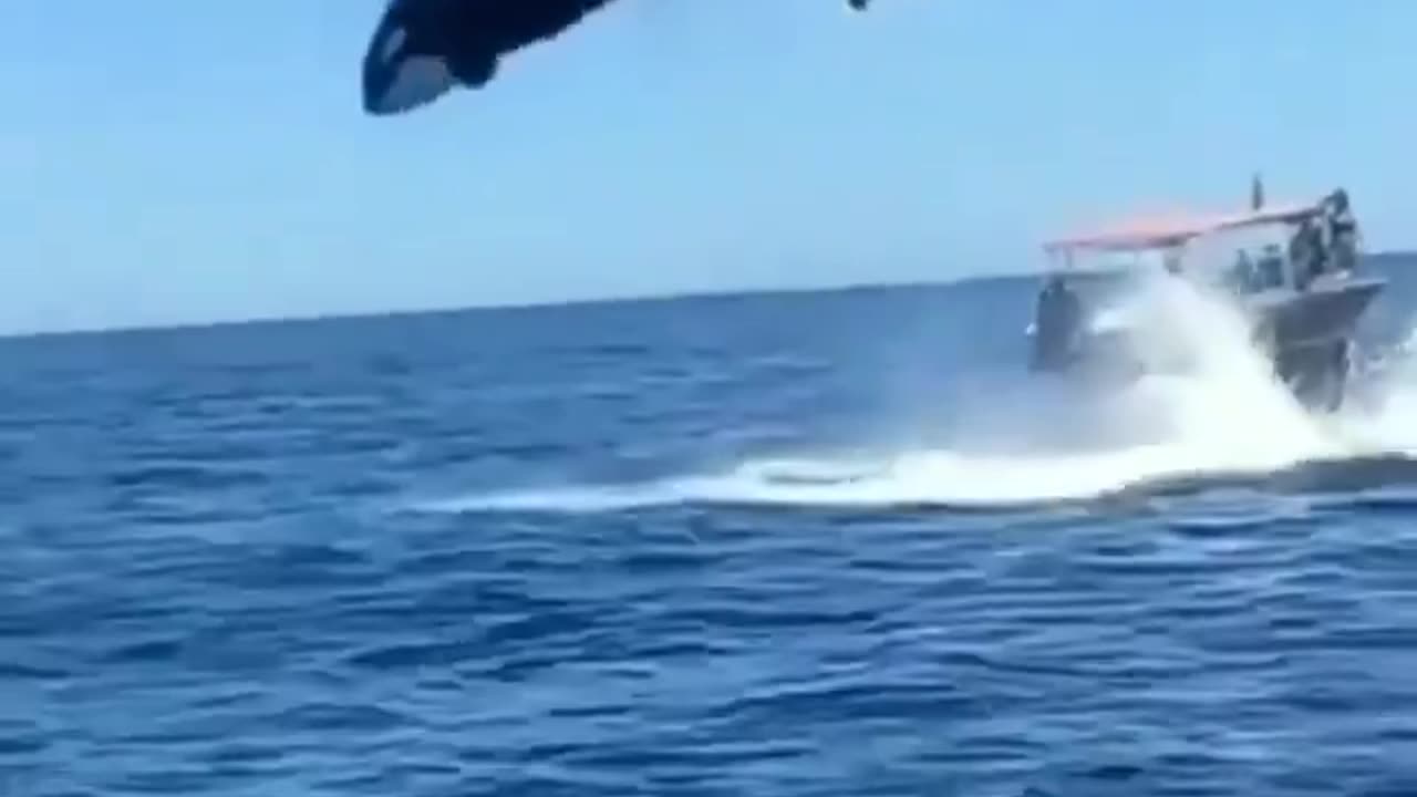 Orca Surprise Jump! #amazingshort #orcaencounter #unbelievablemoment