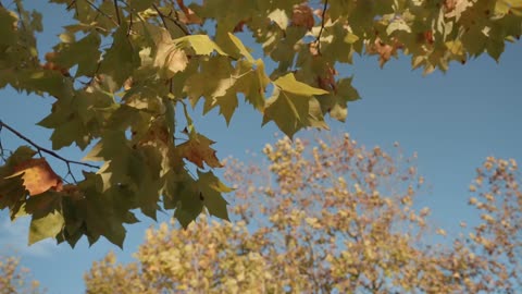 Branches of yellow maple leaves blowing in the wind