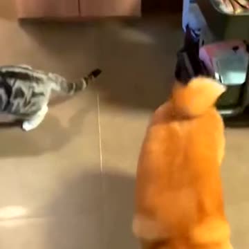 Why does your dog greet you at the door every time you come home?