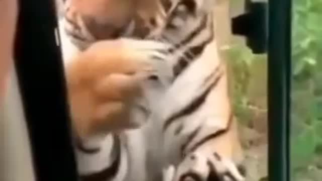 Tiger# moment