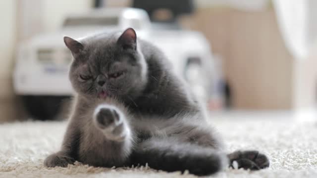 A cute gray cat is sitting on the carpet in the room