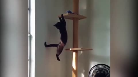 You cant stop laughing Smart dogs and Cats with show smart action