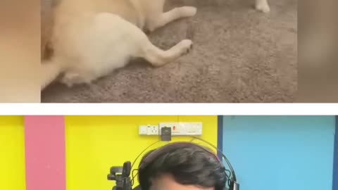 Funny Try Not To Laugh Challenge