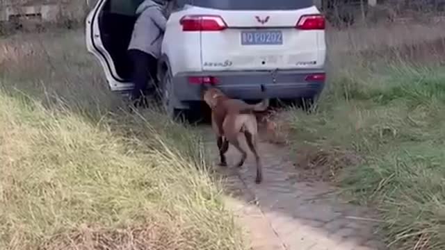 Smart Dogs Help People #1 Smart Dog