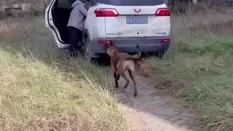 Smart Dogs Help People #1 Smart Dog