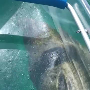 Amazing kayaking ride alongside a manatee