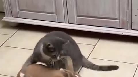 Funny video animals