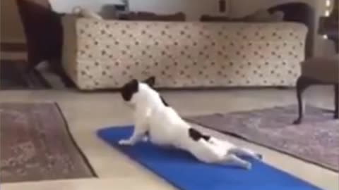 amazing dog morning exercise