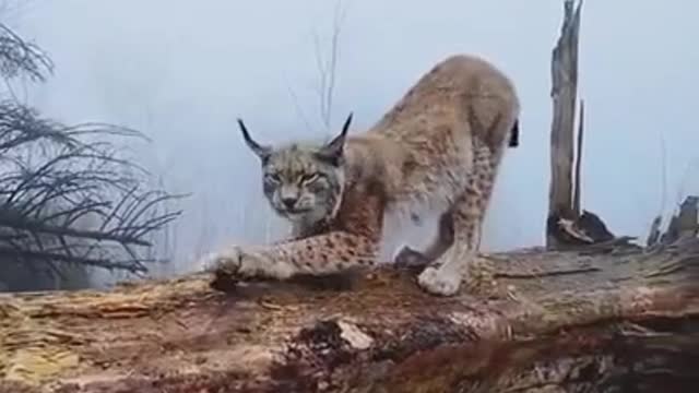 European Lynx
