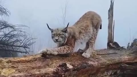 European Lynx