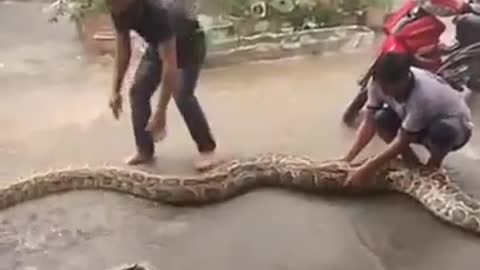 amazing the size of this snake 😬