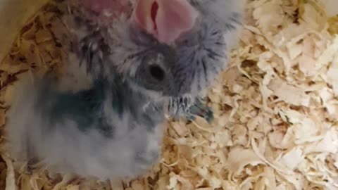 Baby Quaker Parrot