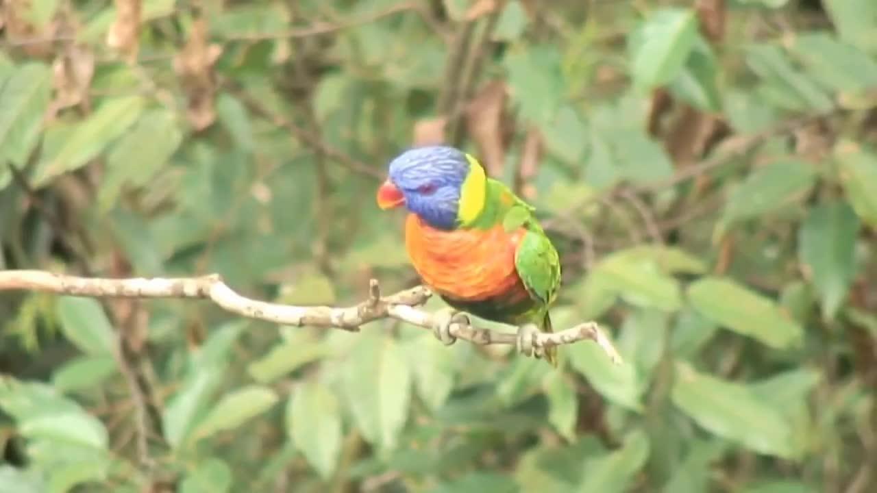 Simply Fascinating Macaws!
