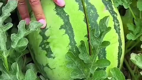 Amazing Red Watermelon