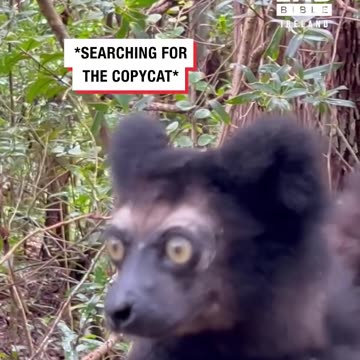 Lemurs make the craziest sounds