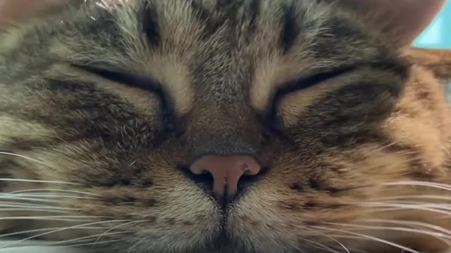 Cat Sleeping mood