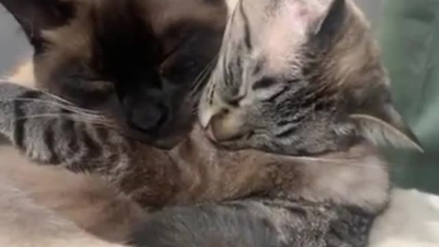 Sweet pets moments video compilation
