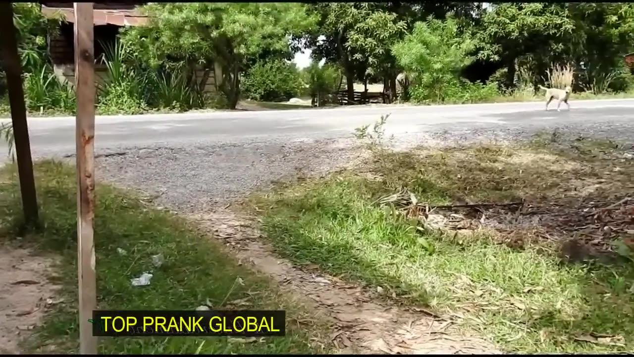 FUNNIEST DOG PRANK with FAKE LION 2023.