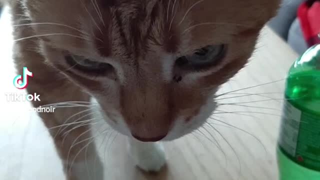 Cute older kitty loud meows wanting attention